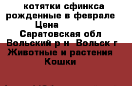 котятки сфинкса рожденные в феврале › Цена ­ 2 500 - Саратовская обл., Вольский р-н, Вольск г. Животные и растения » Кошки   